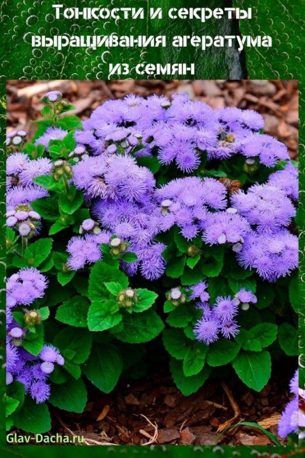 ageratum siemenistä