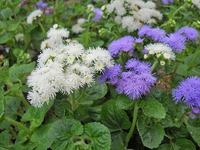 viljelty ageratum siemenistä