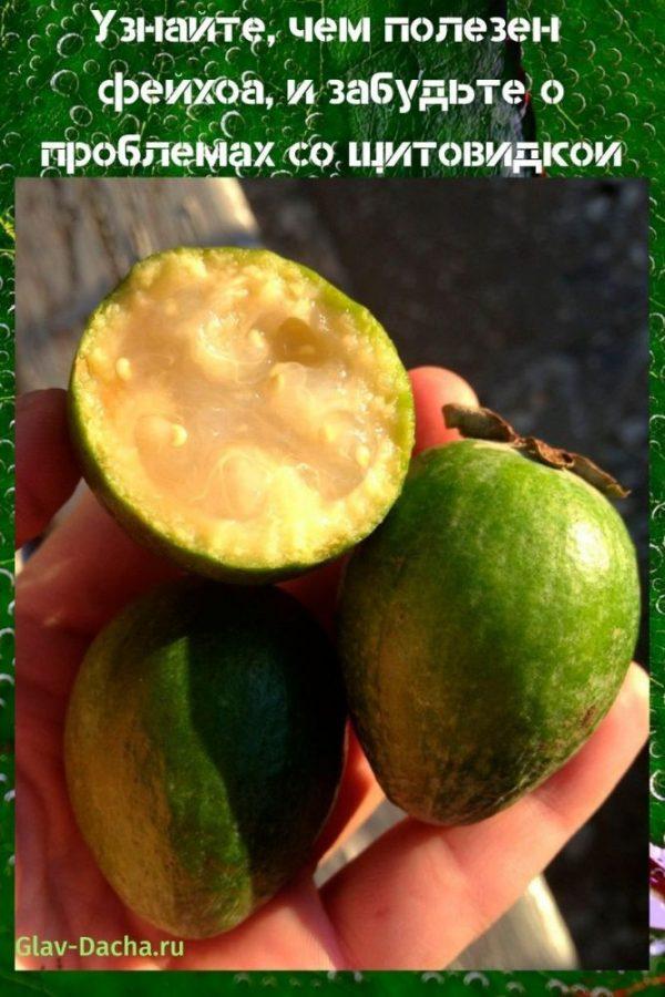kuinka feijoa on hyödyllinen?