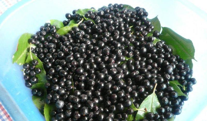 musta pihla tai aronia