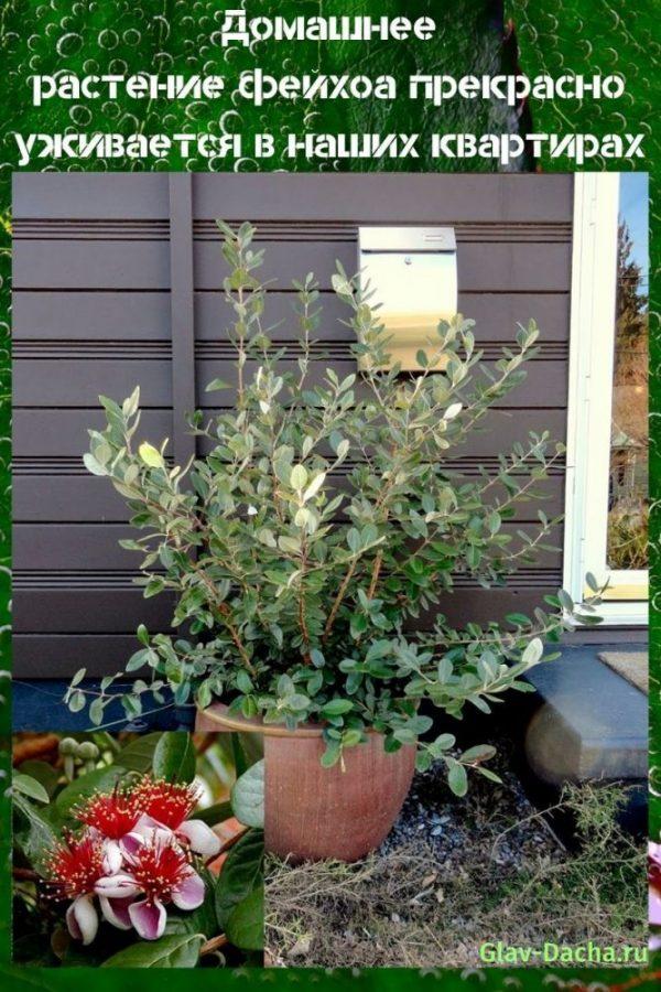 huonekasvi feijoa