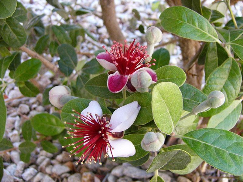 feijoa kukkii
