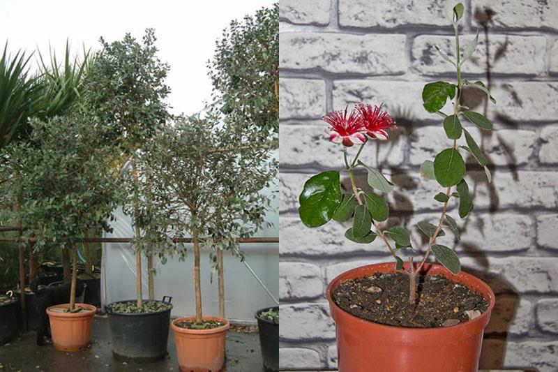 huonekasvi feijoa