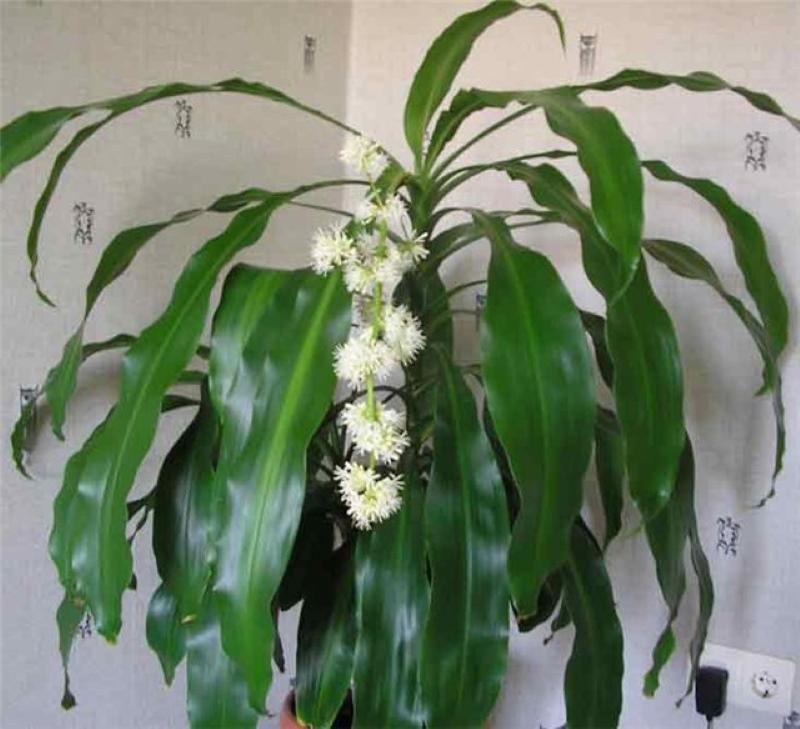tuoksuva dracaena-kuvaus ja hoito