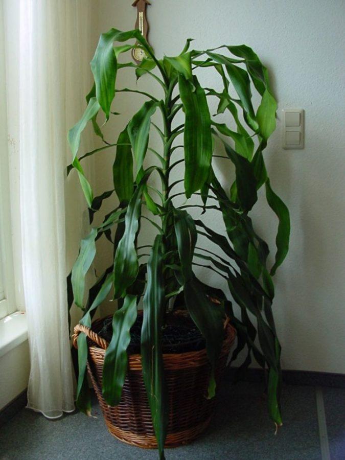 tuoksuva dracaena