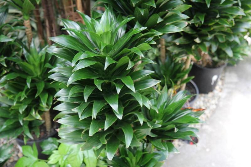 dracaena compacta -tuoksu