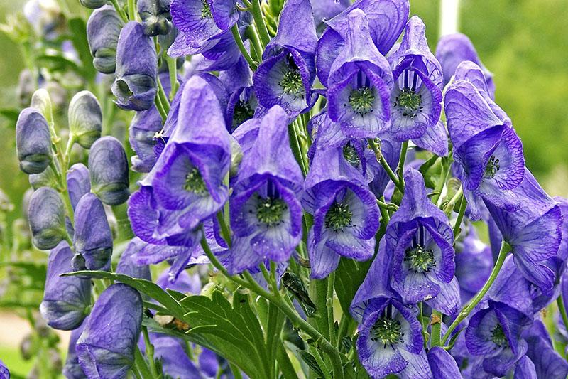 Hvor Vokser Ulvakonitt Egenskaper Ved Planten Hvordan Den Ser Ut hvor-vokser-ulvakonitt-egenskaper-ved-planten-hvordan-den-ser-ut