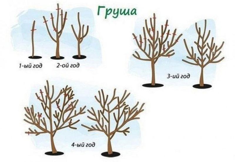 päärynän kruunun muodostuminen alkuvuosina