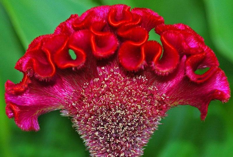 kampa celosia