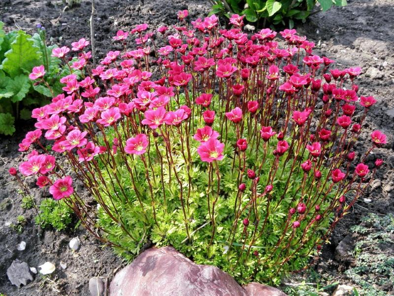 mihin istuttaa saxifrage