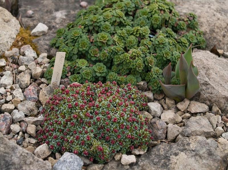 saxifrage puutarhan suunnittelussa