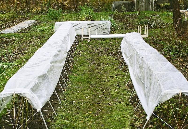 milloin peittää ruusupensas kokonaan
