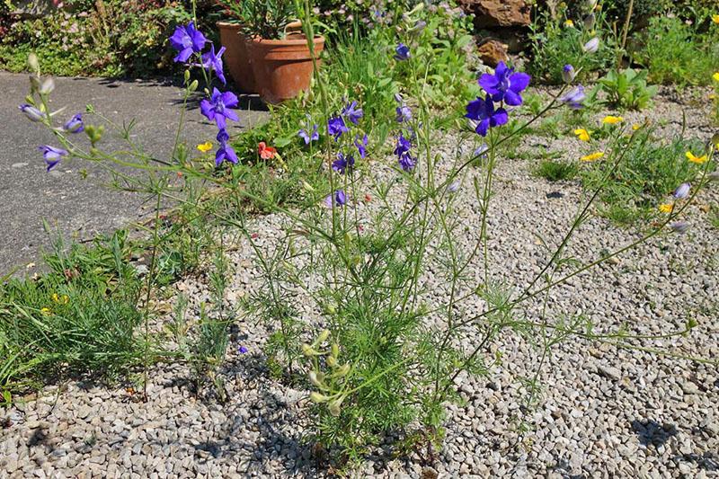 kenttä larkspur kukkii