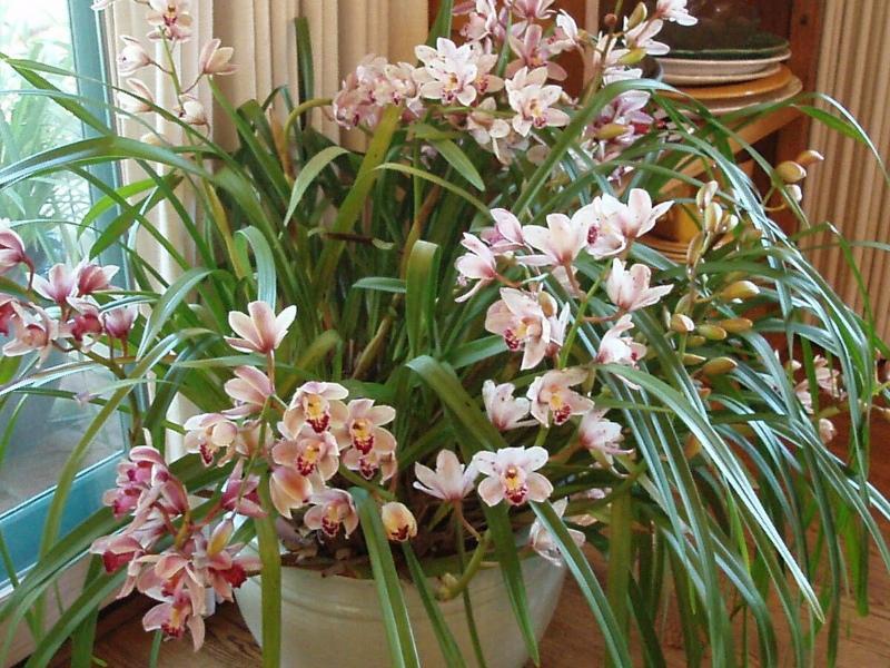 orkidea cymbidium kotihoito
