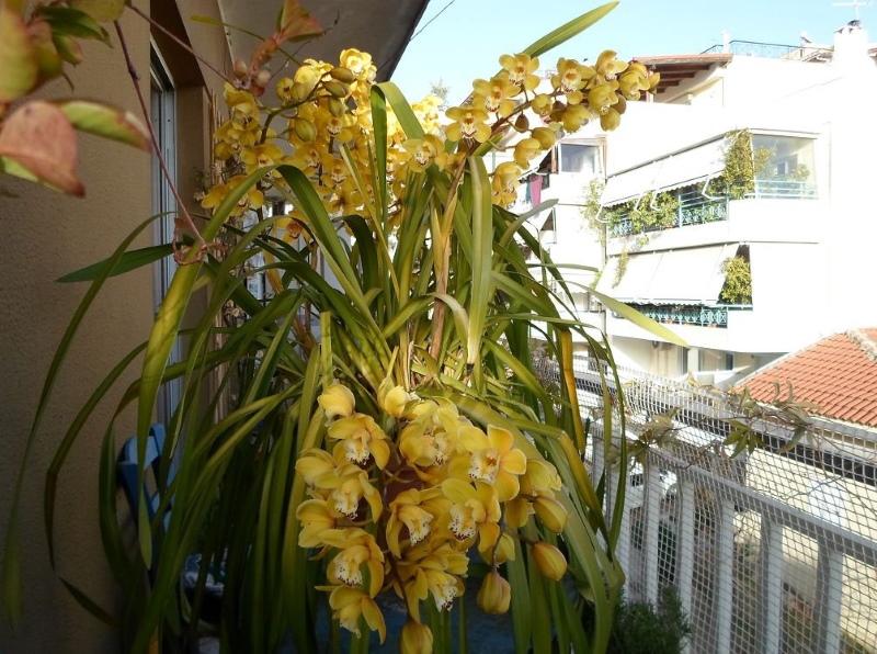 cymbidium kesällä parvekkeella