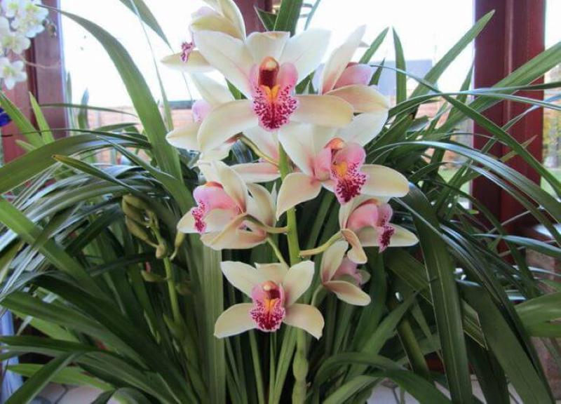 kukkiva cymbidium