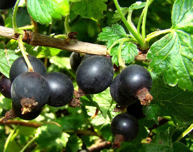 valinnan tulos