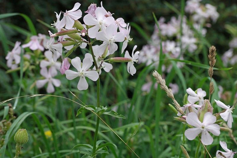 saponaria kukkii