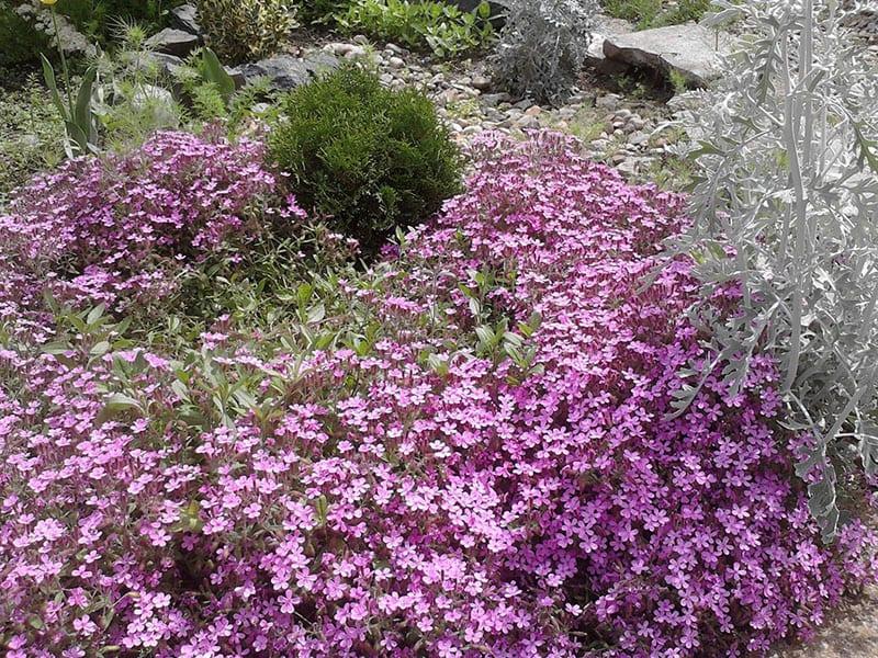 rehevä kukinta saponaria