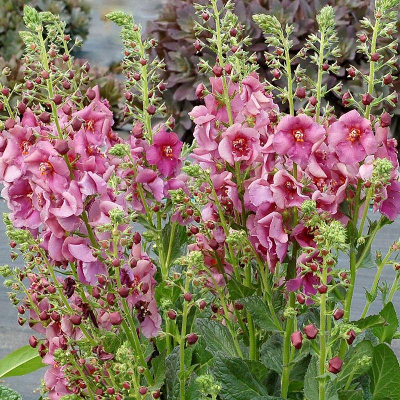 monivuotinen verbascum
