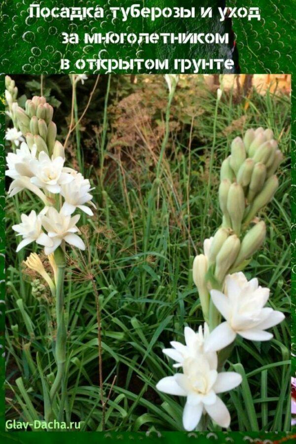 istuttaa tuberose ja hoito avoimella kentällä