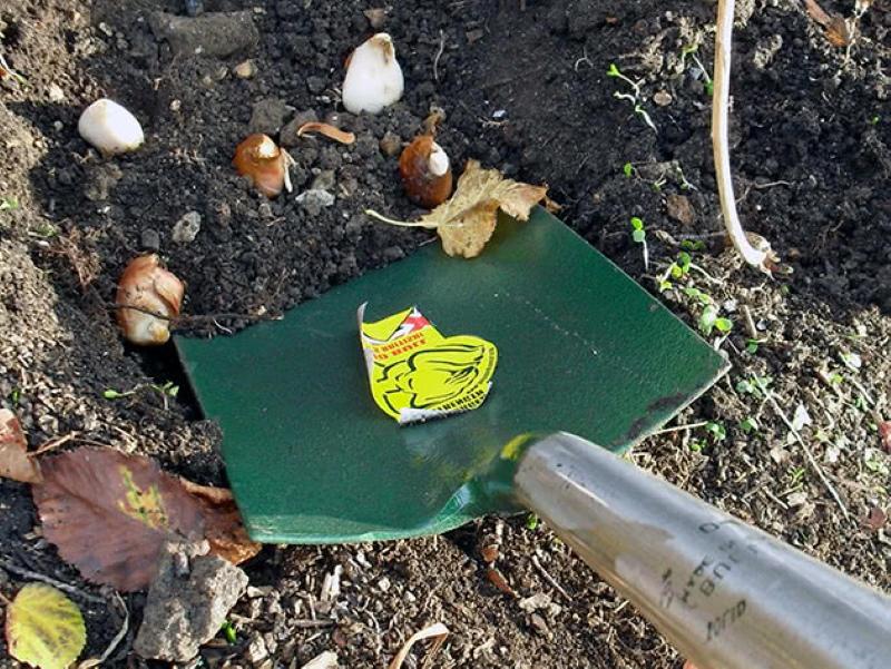 tulppaanien syksyn istutuksen ajoitus