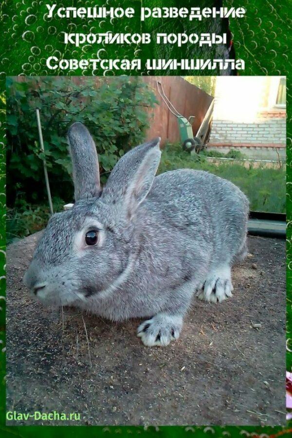kanin kasvatus Neuvostoliiton chinchilla
