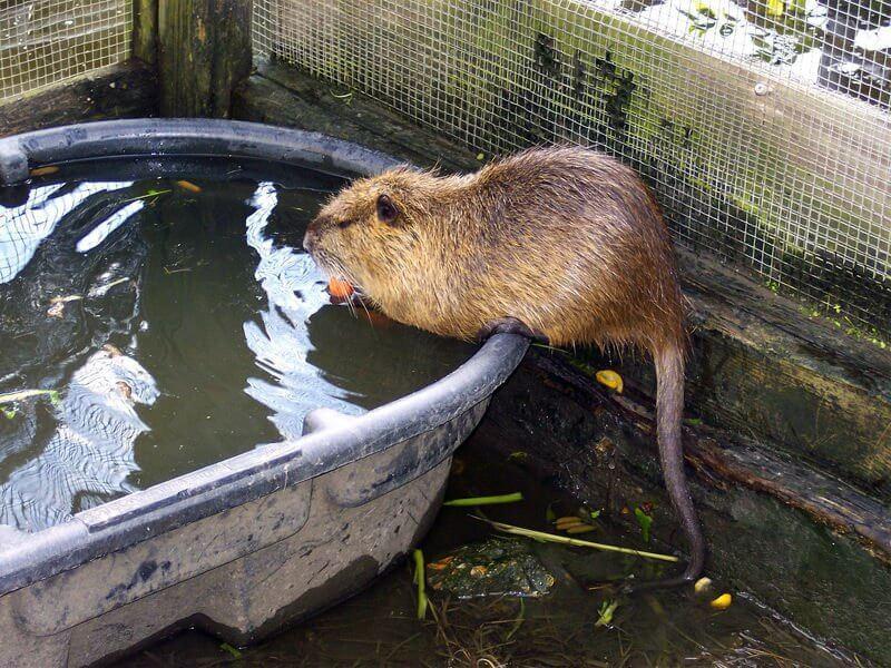 nutrian viljely kotona
