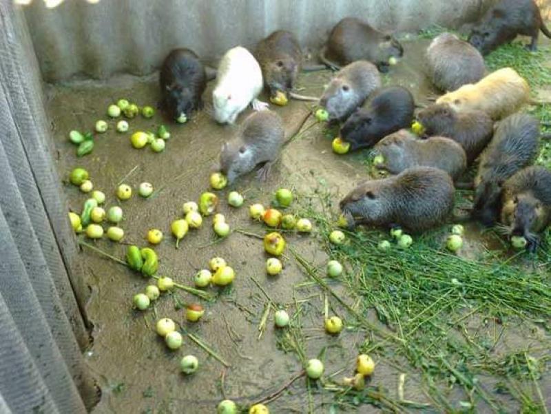 kuinka ruokkia nutriaa