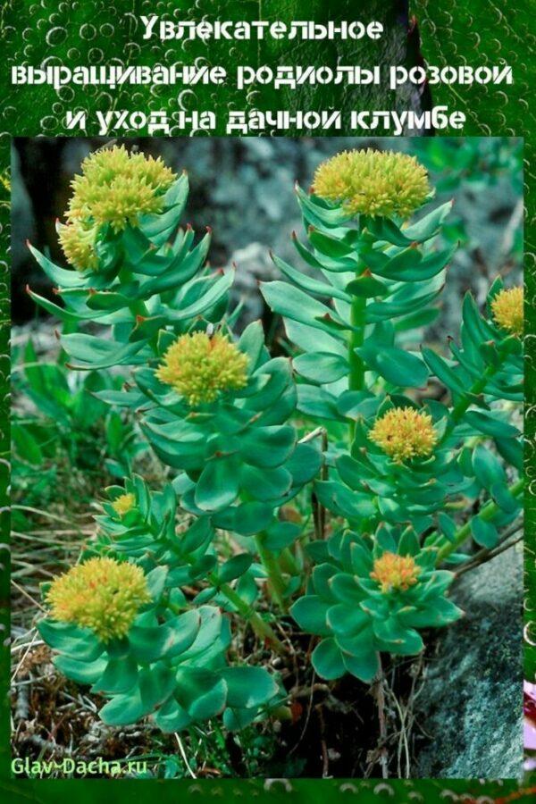 Rhodiola rosean viljely ja hoito