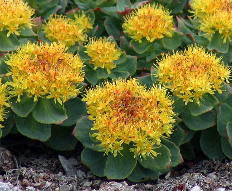 kirkas kukinta Rhodiola rosea