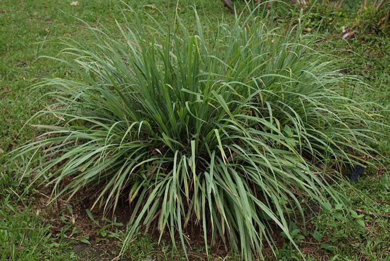 citronella-pensas