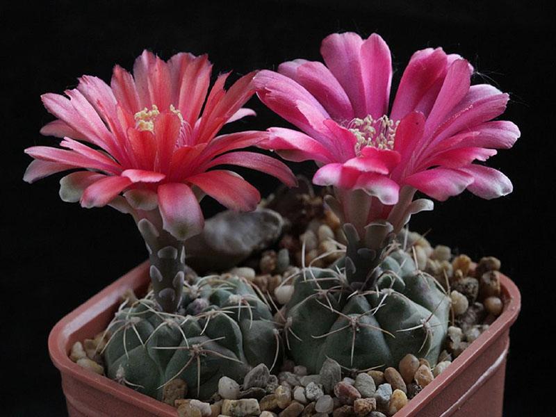 hymnocalycium kukkii