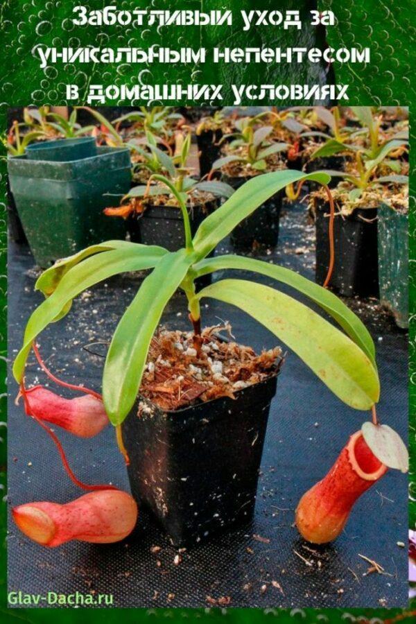 nepentesin kotihoito