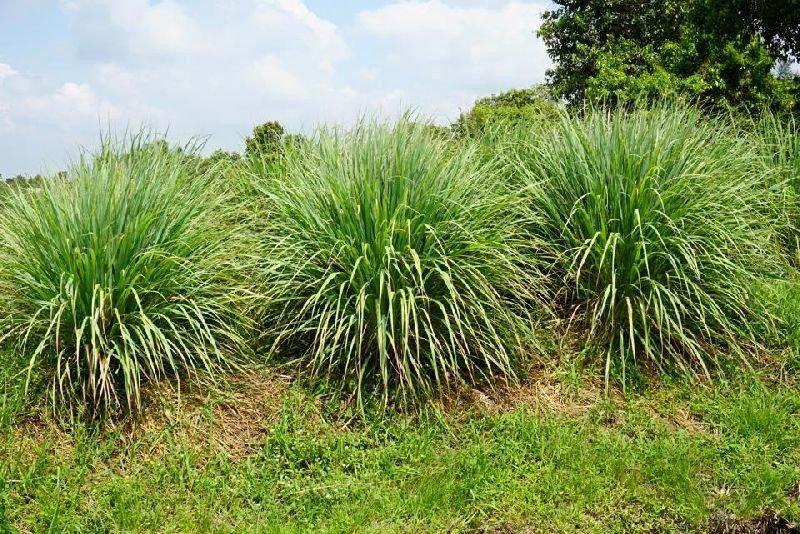 tuoksuva citronella luonnossa