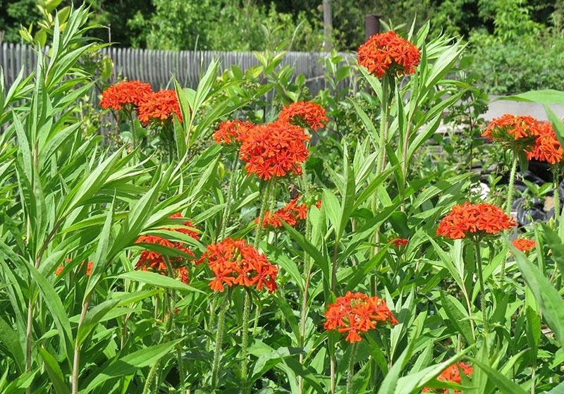 lychnis heidän kesämökissään