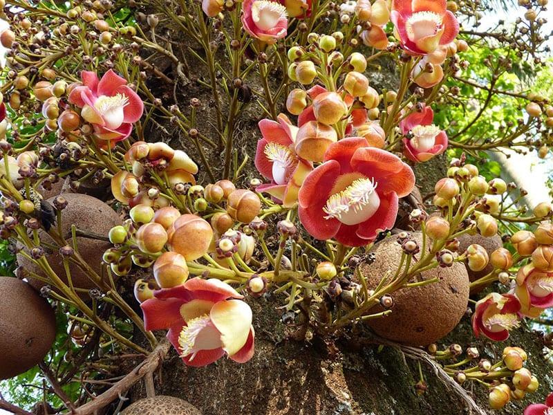Bertoleta kukkii