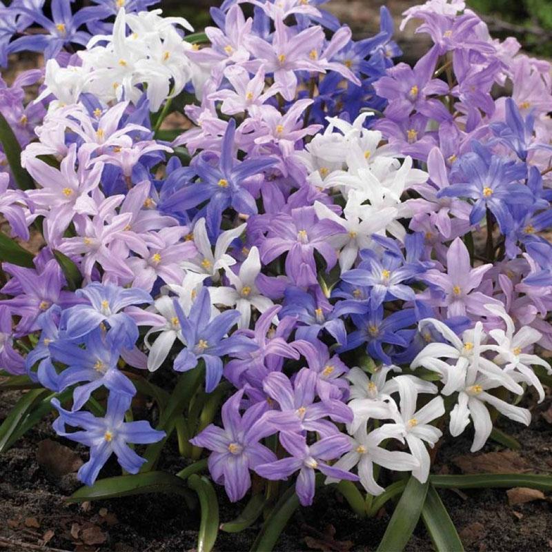 chionodoxian lajikkeet