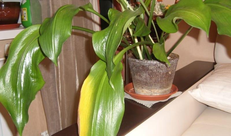 eucharis-lehdet muuttuvat keltaisiksi ja kuolevat