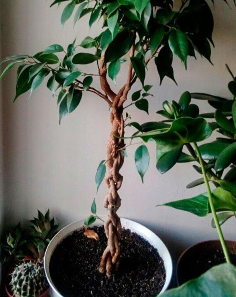 kudonta varren ficus