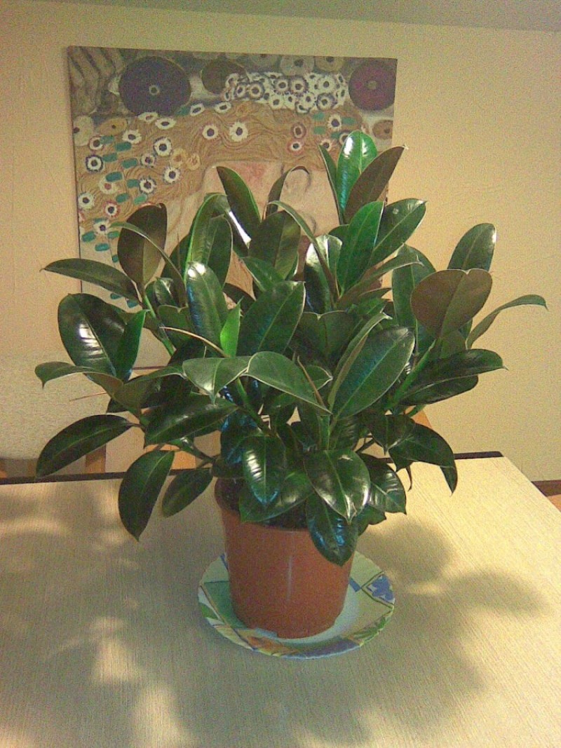 ficus melanie kotihoito