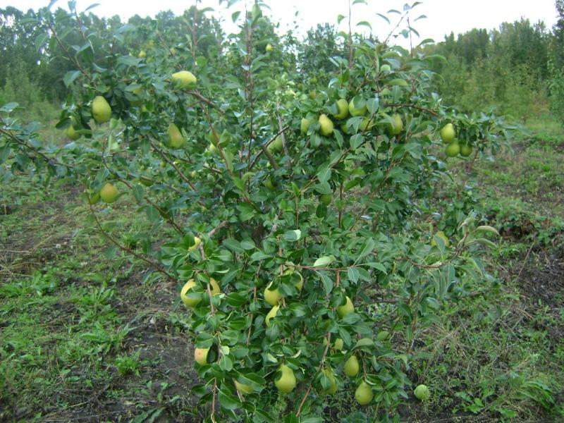 Annushka-syksyn päärynälajike