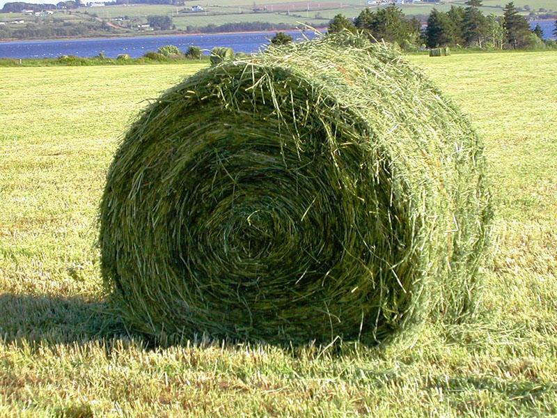 mikä on haylage