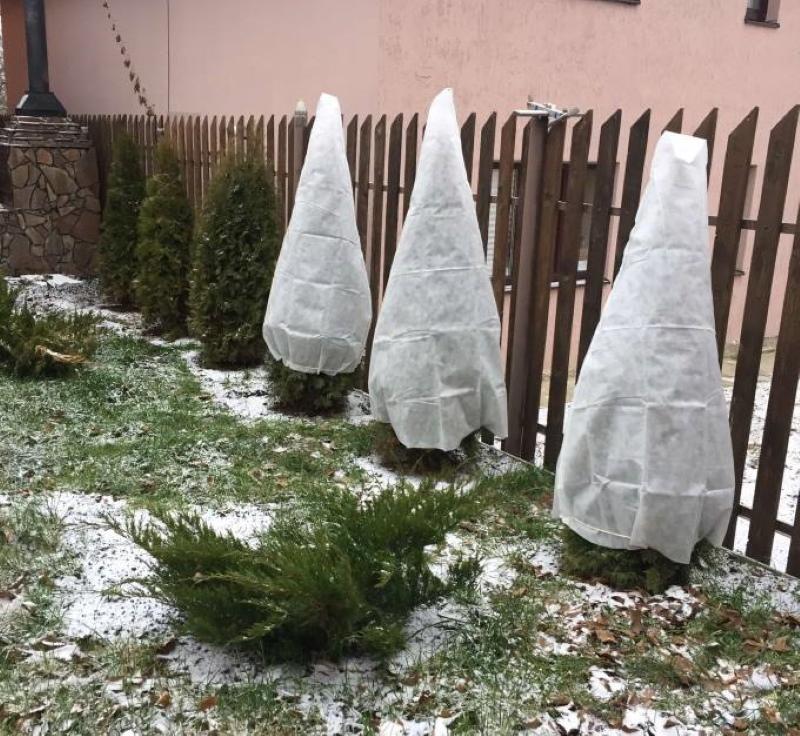 milloin peittää thuja talveksi