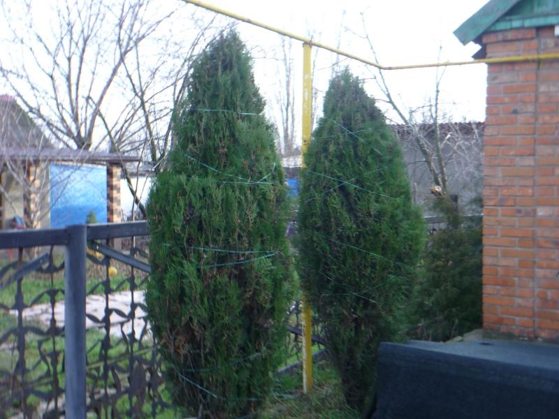 thuja pyöreä hihna