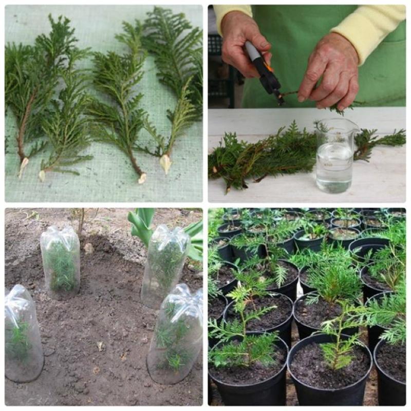 kuinka kasvattaa thuja oksasta