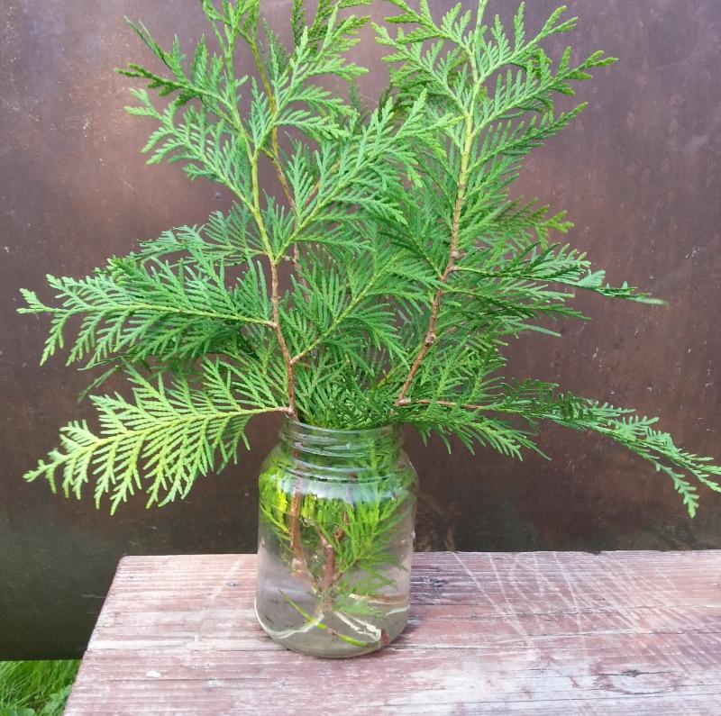 juurtuminen thuja vedessä