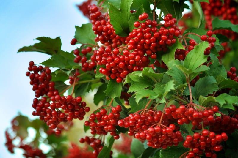viburnum marja punainen hyötyjä ja haittaa