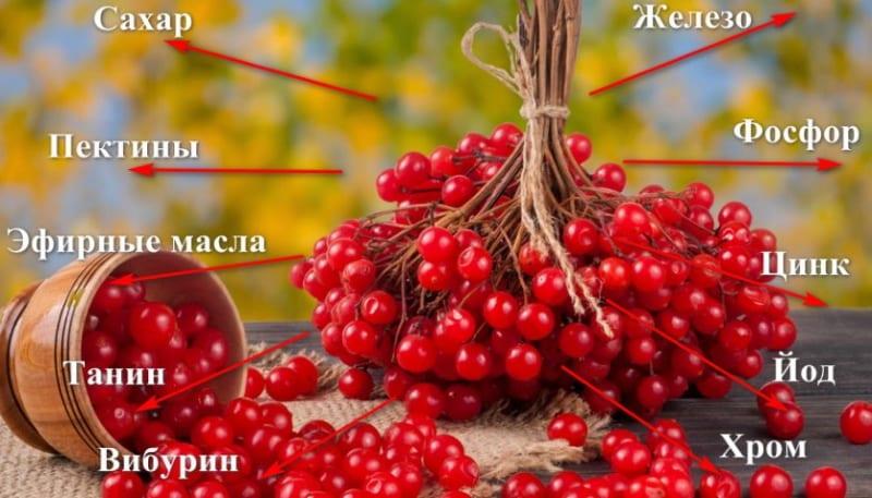 Viburnum-marjojen koostumus