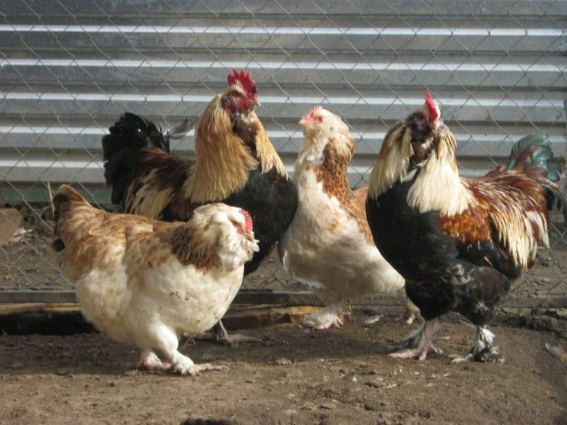 kanat faveroli